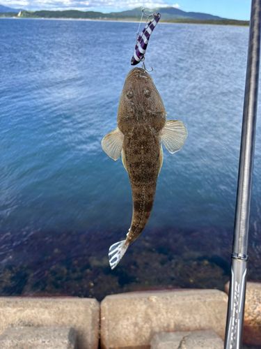 マゴチの釣果