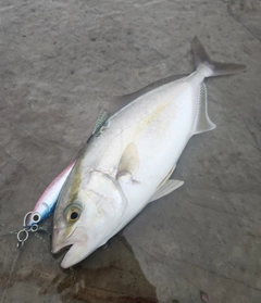 ショゴの釣果