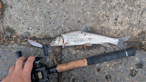 セイゴ（マルスズキ）の釣果