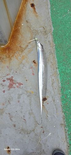 タチウオの釣果