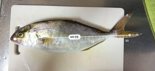 ネリゴの釣果