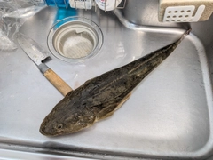 マゴチの釣果