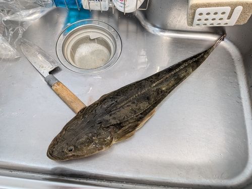 マゴチの釣果