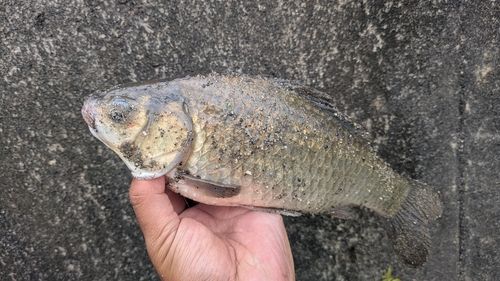 ギンブナの釣果