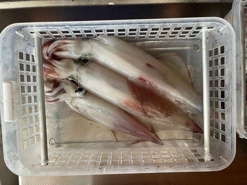 アカイカの釣果