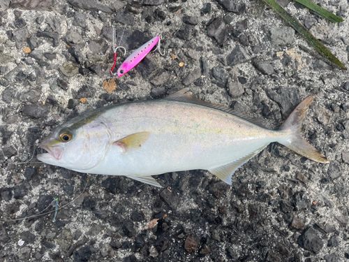 ネリゴの釣果