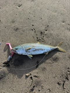 フクラギの釣果