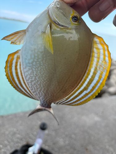 トカジャーの釣果