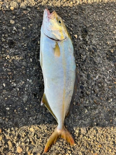 ネリゴの釣果