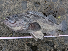 クロソイの釣果