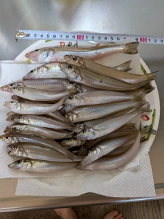 シロギスの釣果