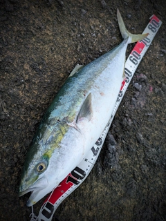 ワラサの釣果