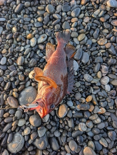 ノミノクチの釣果