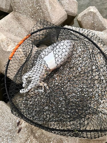 モンゴウイカの釣果