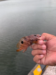 キジハタの釣果