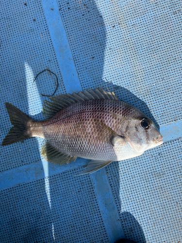 メイチダイの釣果