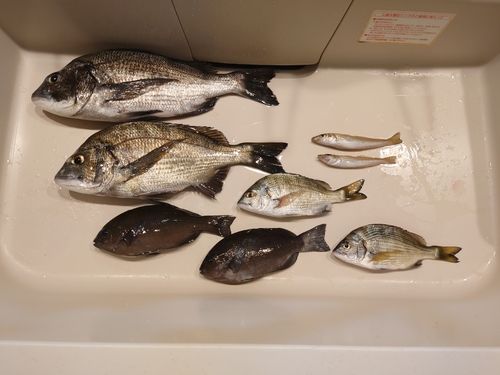 チヌの釣果