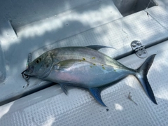 ナンヨウカイワリの釣果
