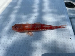 ミナミアカエソの釣果