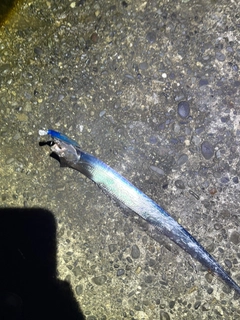 タチウオの釣果