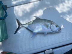 ナンヨウカイワリの釣果