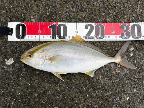 ショゴの釣果