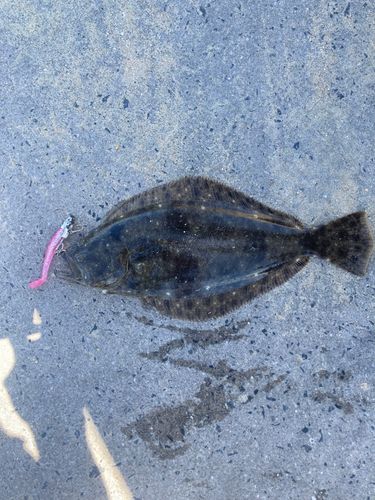 ヒラメの釣果