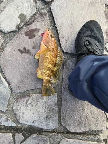 キジハタの釣果