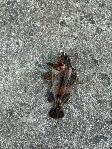 ムラソイの釣果