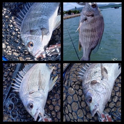 キビレの釣果