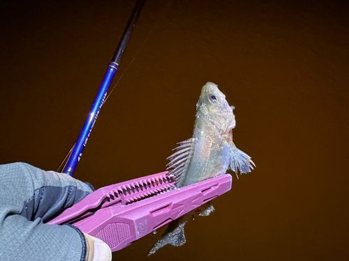 セイゴ（マルスズキ）の釣果
