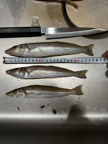キスの釣果