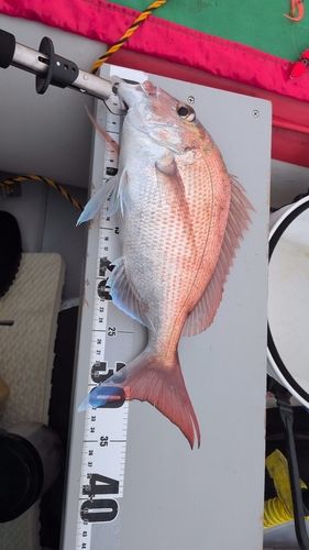 タイの釣果
