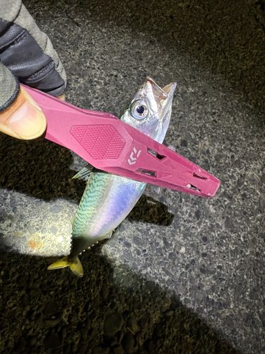 サバの釣果