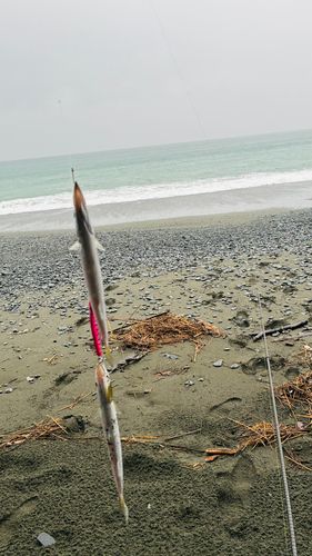 カマスの釣果