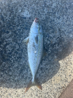 ハマチの釣果