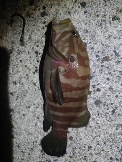 ヤミハタの釣果