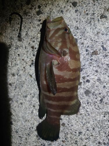 ヤミハタの釣果