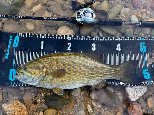 スモールマウスバスの釣果