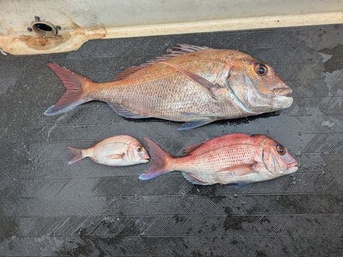マダイの釣果
