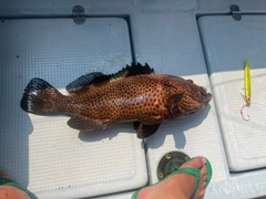 シロブチハタの釣果
