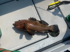 シロブチハタの釣果