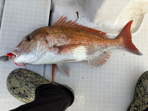 マダイの釣果
