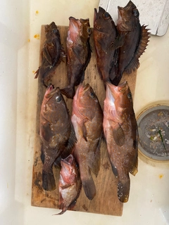 アコウの釣果