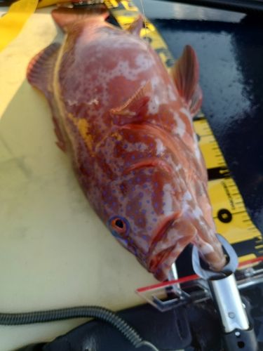 スジアラの釣果