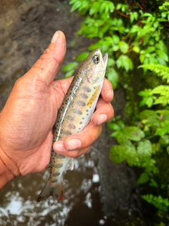 ヤマメの釣果