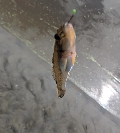 ハゼの釣果