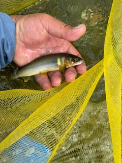 アユの釣果
