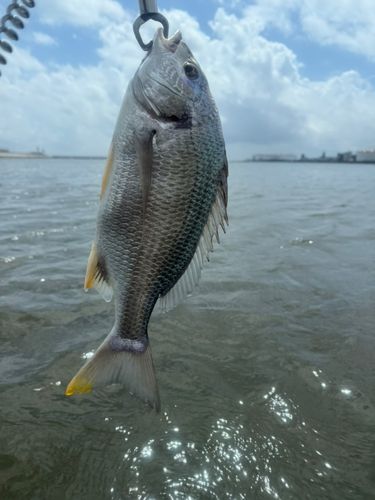キビレの釣果
