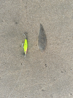 シタビラメの釣果